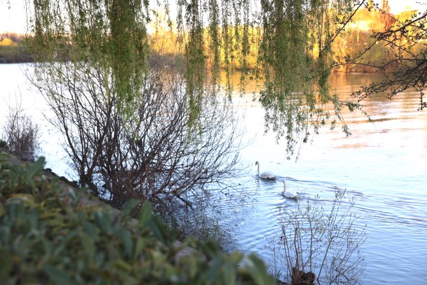 biodiversité cygnes.JPG