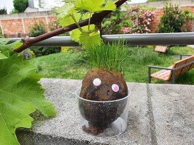 05.30  Atelier créatif tête à pousser.jpg